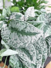 We did not find results for: Your Scindapsus Pictus Care And Propagation Guide