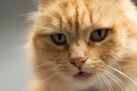 A good physical exam includes taking the patient's temperature. How Much Should You Spend Average Veterinary Costs For Pet Owners Booklexia