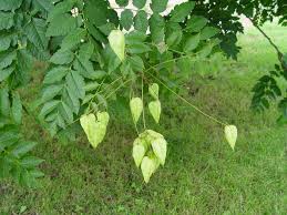 Golden Raintree Seed Pods Photo B Brookie White All Rights Reserved Plant Leaves Cottage Garden Plants Cottage Garden