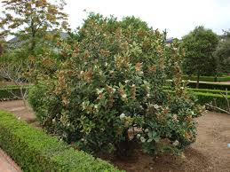 Image result for Acokanthera oblongifolia