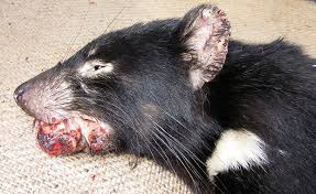 Canine transmissible venereal tumour (ctvt). Branches Sympathy For The Devil Embl