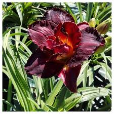 Misurano 1 1/2 pollici di lunghezza. Hemerocallis Voodoo Dancer I Giardini Dell Indaco