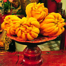 Image result for Citrus medica