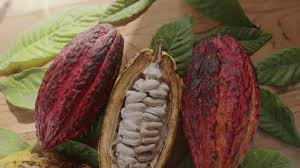 Image result for Cola chlamydantha