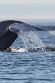 Whale Watching In Quebec 2021 When To See Rove Me Whale Watching Whale Quebec