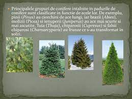 Cerbul este un alt reprezentant a pădurilor de conifere și este la fel un mamifer. Ppt Mediul PÄƒdurilor De Conifere Powerpoint Presentation Free Download Id 2940499