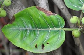 Image result for Ficus trichopoda