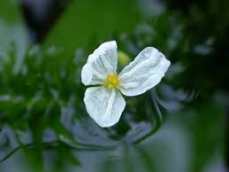 Image result for Hydrocharitaceae