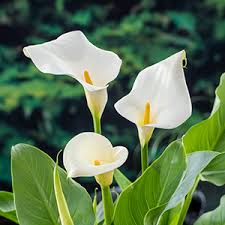 Image result for Zantedeschia aethiopica