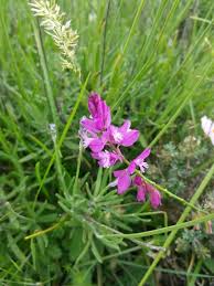 Image result for Polygala stenopetala