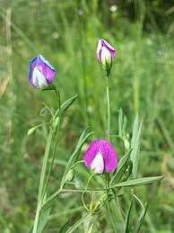 Image result for Lathyrus hirsutus