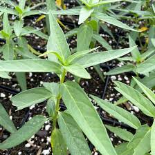Image result for Asclepias albens