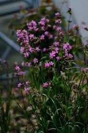Image result for Silene kiwuensis