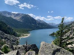 Image result for Ursinia montana