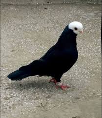 Zeki Altinel Adli Kullanicinin Pigeons Golubi Panosundaki Pin Guzel Kuslar Hayvanlar Hayvan