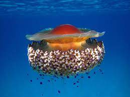 They are commonly seen in waters off of the united states' west coast, in regions such as southern california all the way up to the gulf of alaska. Fried Egg Jellyfish L Remarkable Appearance Our Breathing Planet