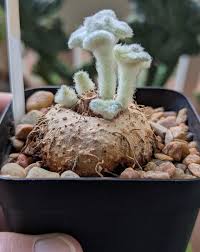 Image result for Cussonia zuluensis