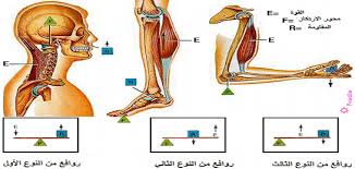 بحث عن انواع الروافع فى جسم الإنسان وأهميتها Human Body Anatomy Biomechanics Body Anatomy