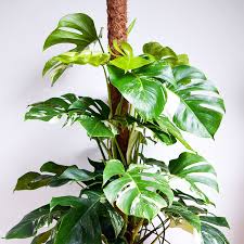 Variegated Cheese Plant Also Known As The Monstera Variegata This Particular Plant Has Sooo Many Aerial Roots Plants Cool Plants Ornamental Trees