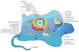 Eukaryotic cells are more complex than prokaryotic cells and are found in. Organelle Definition And Examples Biology Online Dictionary
