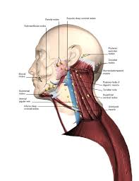 Lymph Nodes In Back Of Neck Picture Human Anatomy Chart Anatomiya Zdorove