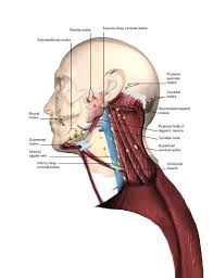 What causes swollen lymph nodes? Lymph Nodes In Back Of Neck Picture Human Anatomy Chart Anatomiya Zdorove