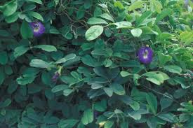 Image result for Clitoria