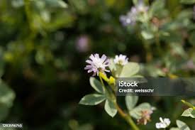 Image result for Asystasia mysorensis