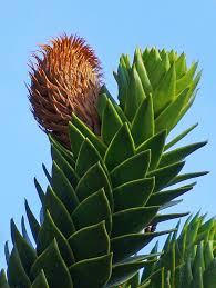 Image result for Arauk rie Araucaria