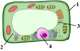 The plant cell has many different features that allow it to carry out its functions. The Diagram Given Below Represents A Plant Cell After Being Placed In A Strong Sugar Solution Study The Diagram And Answer The Questions That Follow Label The Parts Numbered 1 To 4 In