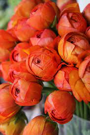 Pin By Rosa Jimenez On Flowers In Orange Selected By Tremolo Beautiful Flowers Pretty Flowers Orange Flowers