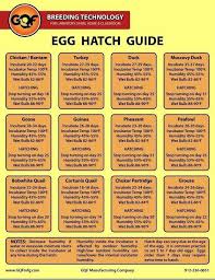 Egg Hatch Guide Hatching Chickens Raising Chickens