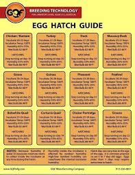 egg hatch guide hatching chickens raising chickens