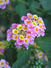 Grow Lantana Flowers In The Garden Or In Containers Lantanas Also Make A Great Choice For Those Wishing To Lantana Flower Lantana Plant Heat Tolerant Flowers