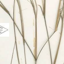 Image result for Aristida mollissima