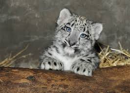 Unfortunately, the tree didn't make it to the christmas episode, as the studio audience and judges voted her out on tuesday night, when actress and comedian ana gasteyer was revealed. Meet Brookfield Zoo S Snow Leopard Cub Wgn Tv
