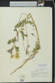 Image result for Lotus namulensis