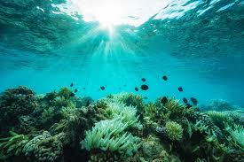 Image result for sea