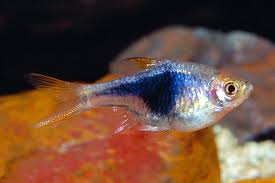 Image result for Heteromorpha