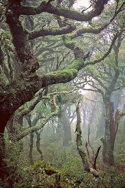 Old Forest Beautiful Nature Scenery Nature
