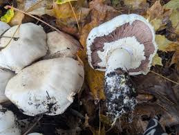 Image result for Xanthoconium sp.