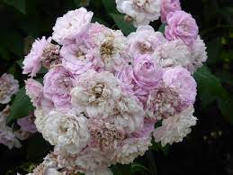 Check spelling or type a new query. Datei Rosa Laure Davoust 1 Jpg Wikipedia