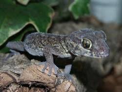 Image result for Alectra picta