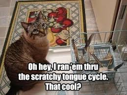 Purrfect hilarious pics animals cheezburger humor your pet cats caturday. Make Your Caturday Even Better With These Funny Cat Memes I Can Has Cheezburger