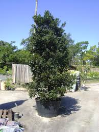 Little emperor® dwarf japanese blueberry tree was selected for compact size and attractive dense evergreen foliage. Buy Japanese Blueberry Trees For Sale In Orlando Kissimmee
