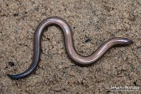 Image result for Acrotome mozambiquensis