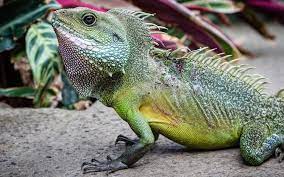 The native habitat of chinese water dragons is warm and humid. Chinese Water Dragon Care Guide Habitat Enclosure Diet Everything Reptiles