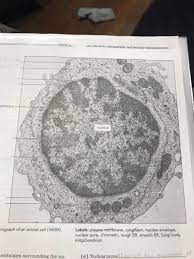 Maybe you would like to learn more about one of these? Label The Ectron Micrograph Of An Animal Cell Chegg Com