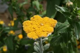 Image result for Helichrysum decorum