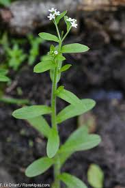 Image result for Hyparrhenia welwitschii